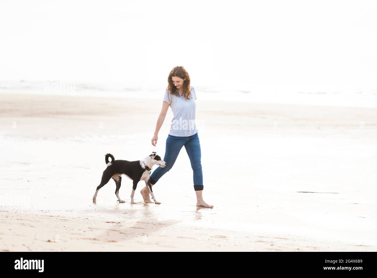 Frau mit Jack Russell Terrier beim Strandspaziergängen Stockfoto