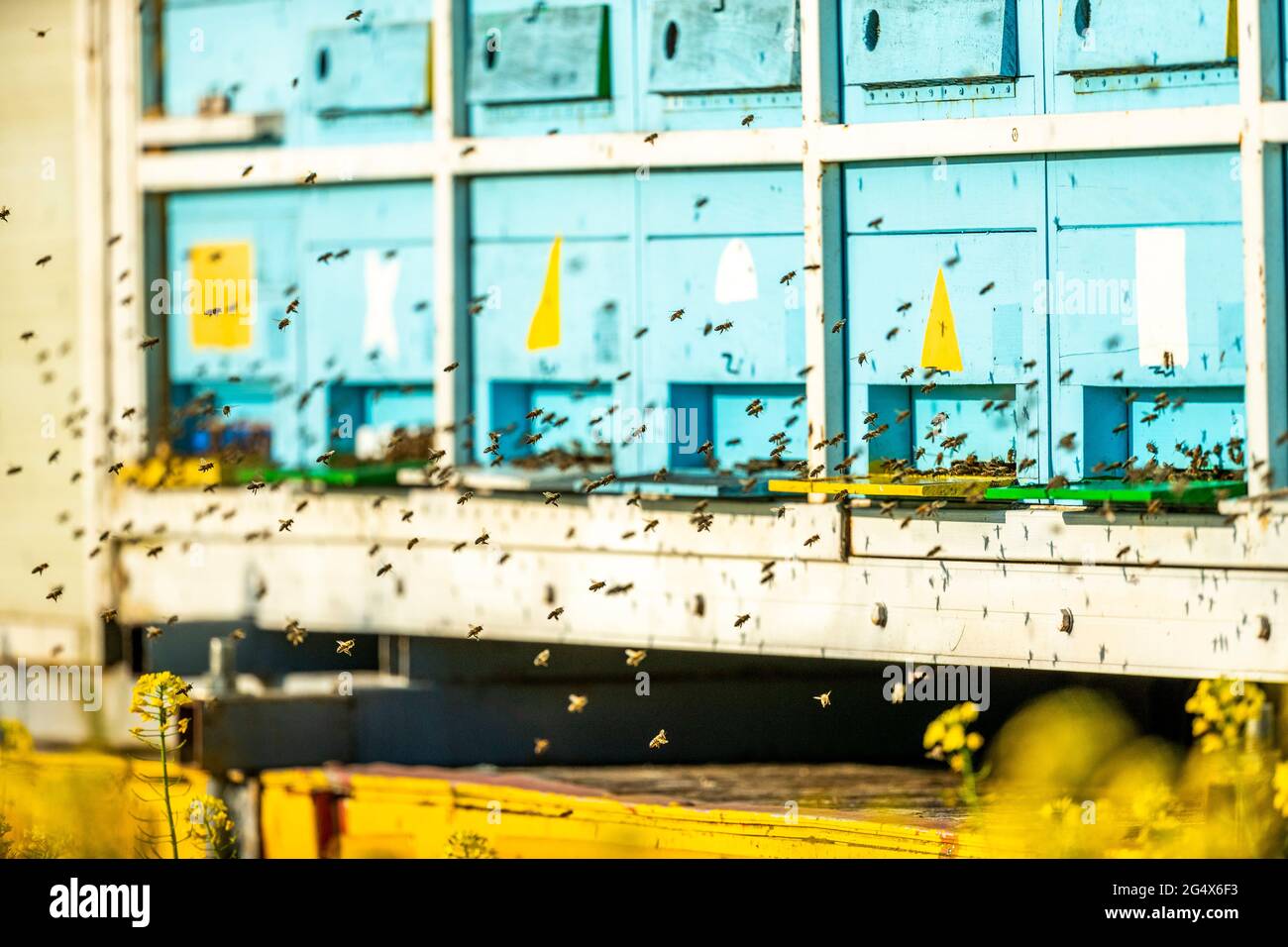 Ein Schwarm von Honigbienen, die vor Bienenstöcken fliegen Stockfoto