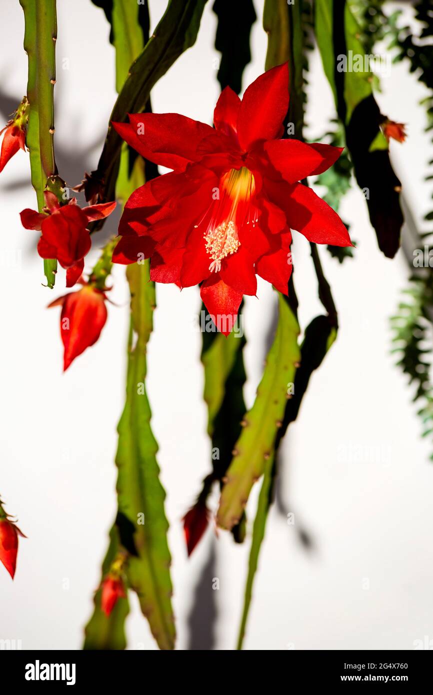 Rote Blte des epiphyllum Kaktus Stockfotografie - Alamy