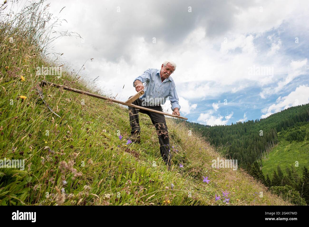 Seniorbauer, der auf einer Schanze im Salzburger Land, Österreich, Schneidanlagen mit Sense arbeitet Stockfoto