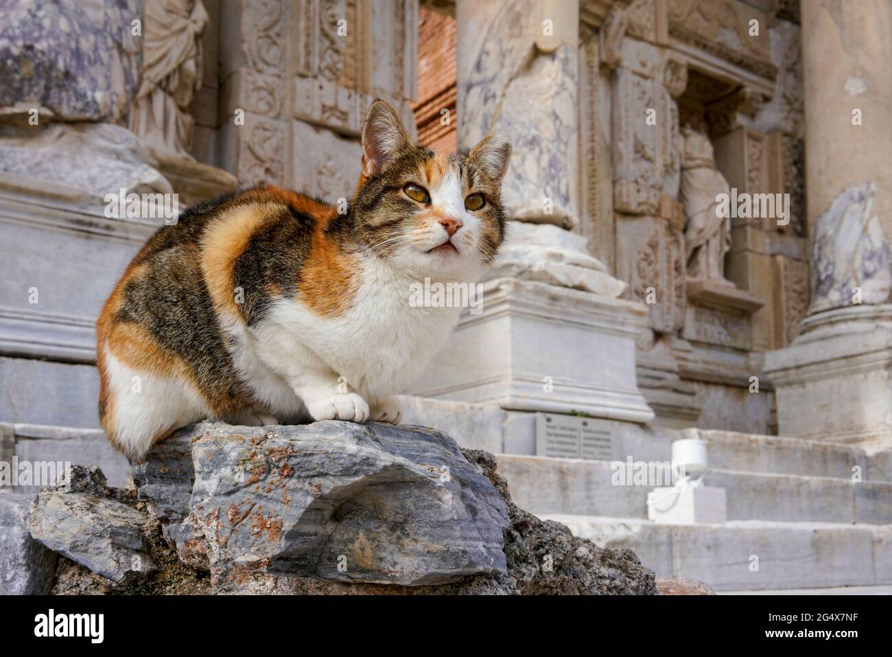 Katze sitzt auf Stein vor einem alten Gebäude Stockfoto