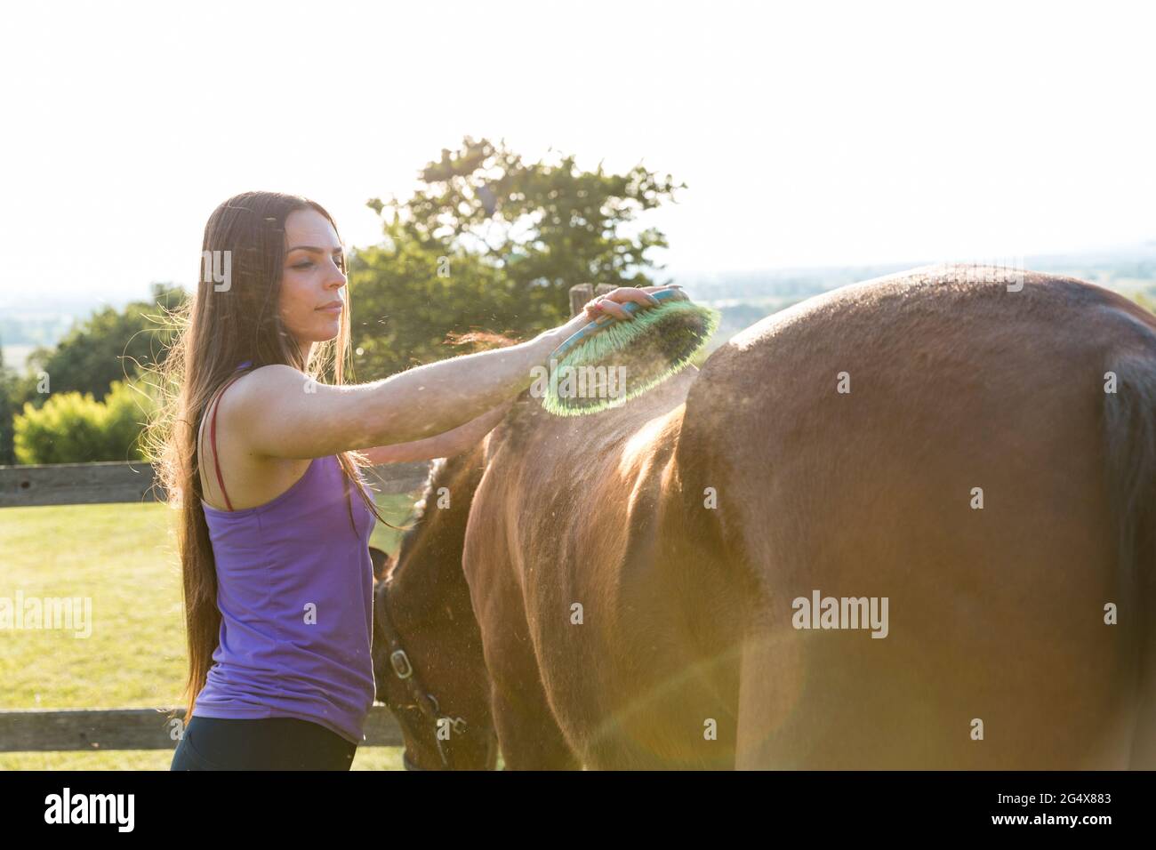 Frau, die an sonnigen Tagen Pferd mit Pinsel putzt Stockfoto