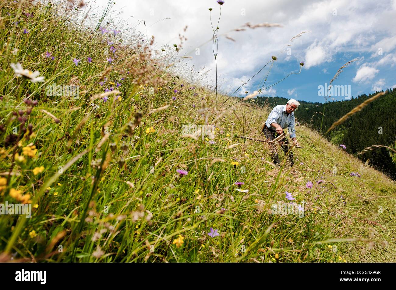 Seniorbauer mit Sense auf steilem Hanghang im Bundesland Salzburg, Österreich Stockfoto