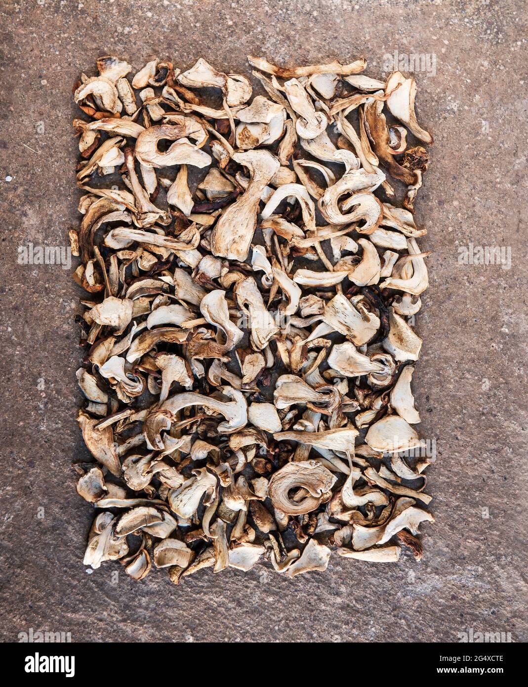 Studio Schuss von getrockneten Steinpilzen in rechteckiger Form angeordnet Stockfoto