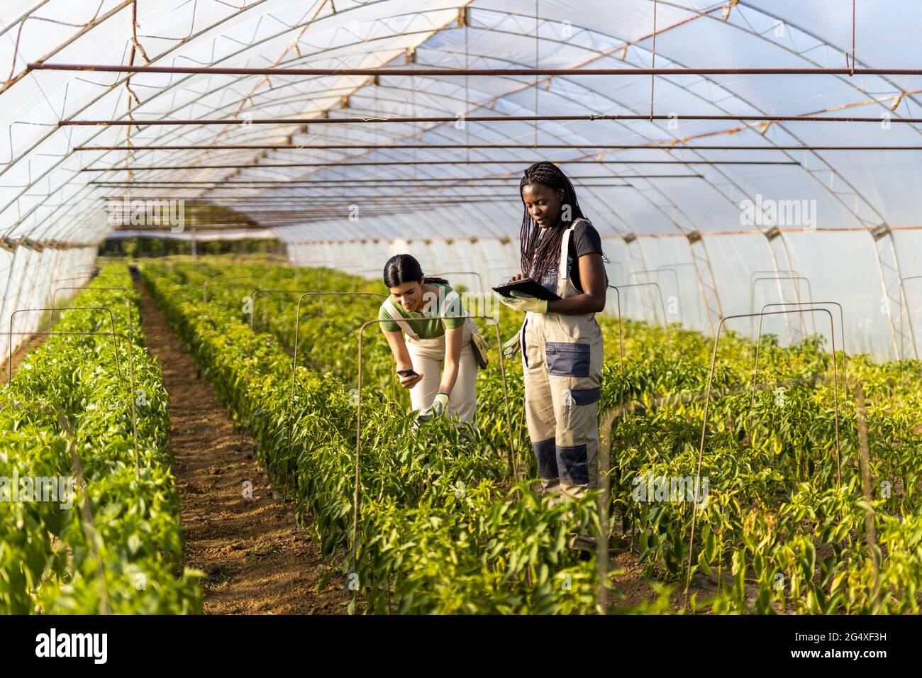 Farmerinnen, die drahtlose Technologien im Gewächshaus nutzen Stockfoto