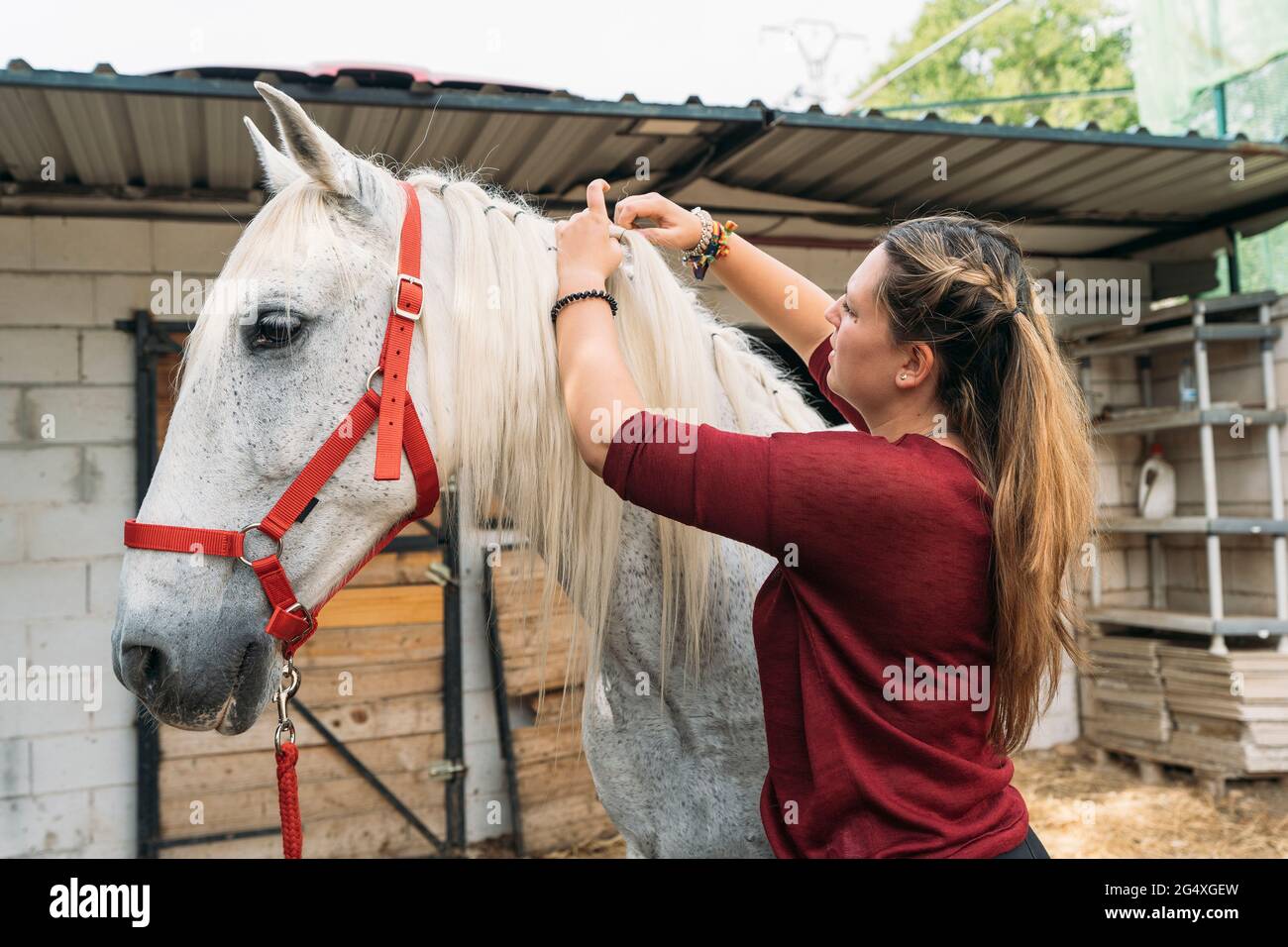 Junge Frau, die auf der Ranch die Mähne des Pferdes bindet Stockfoto