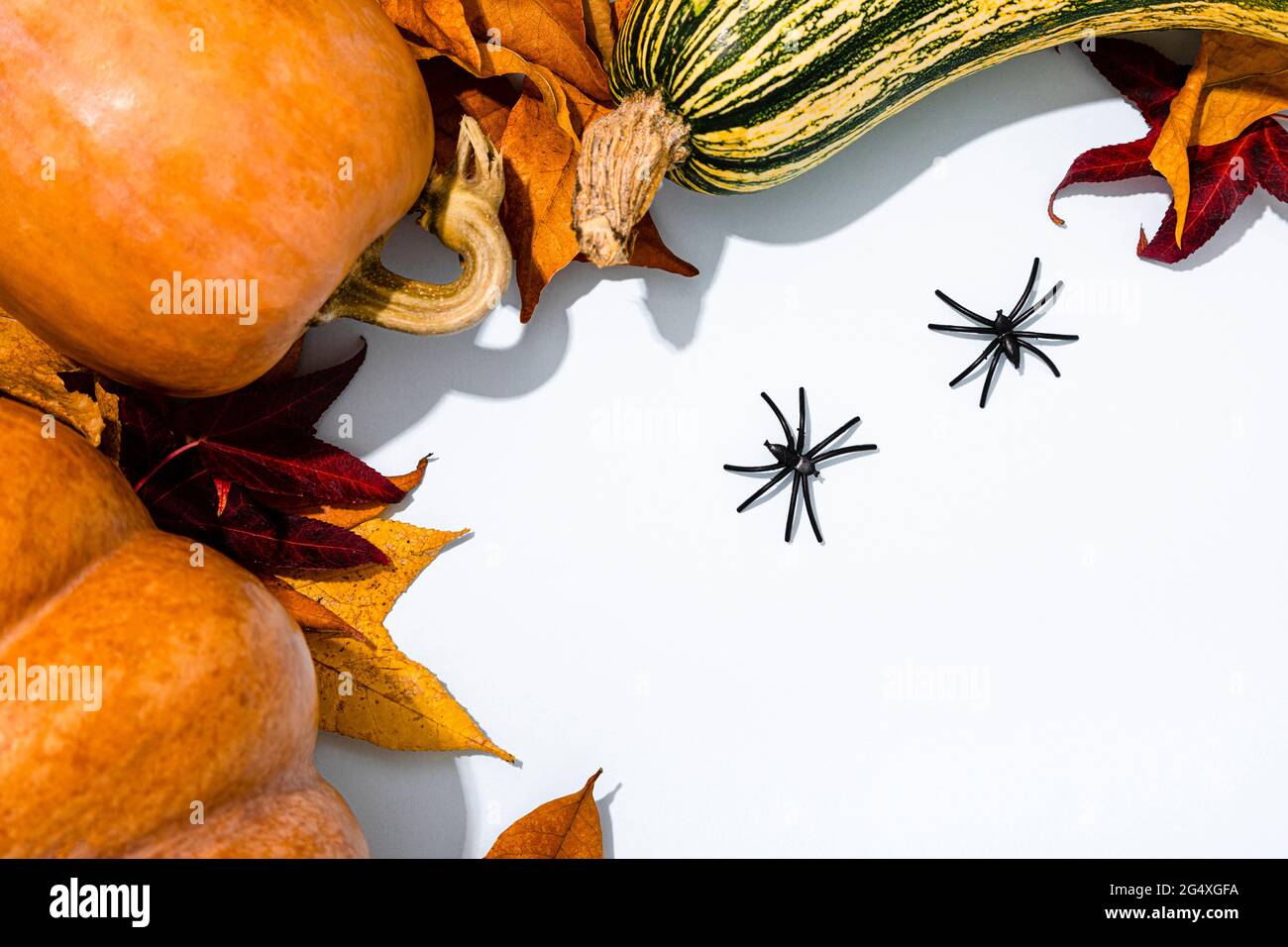 Halloween Hintergrund mit verschiedenen Kürbissen, Herbstblättern und zwei Spinnen Stockfoto