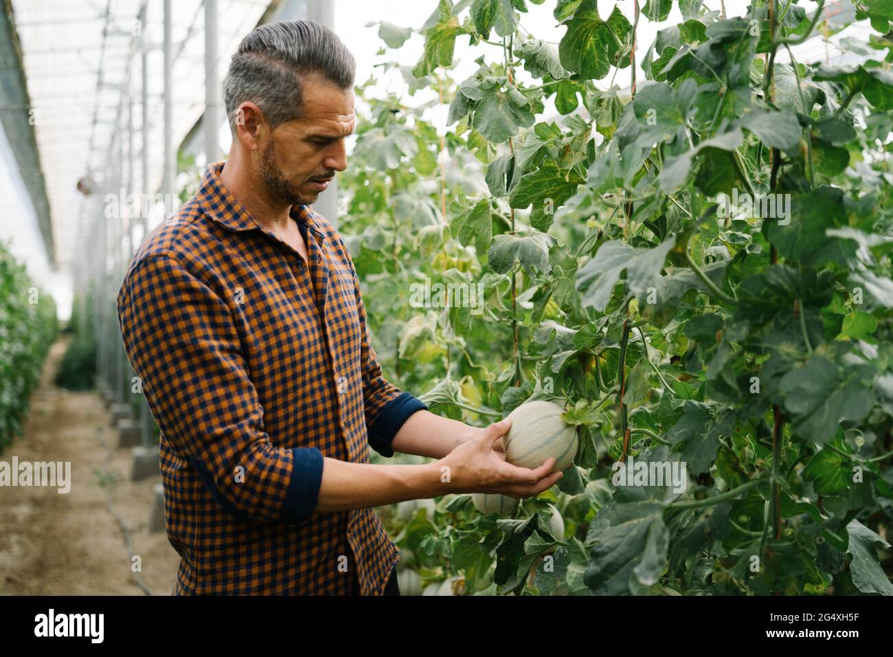 Landwirt untersucht Melone auf Bio-Bauernhof Stockfoto