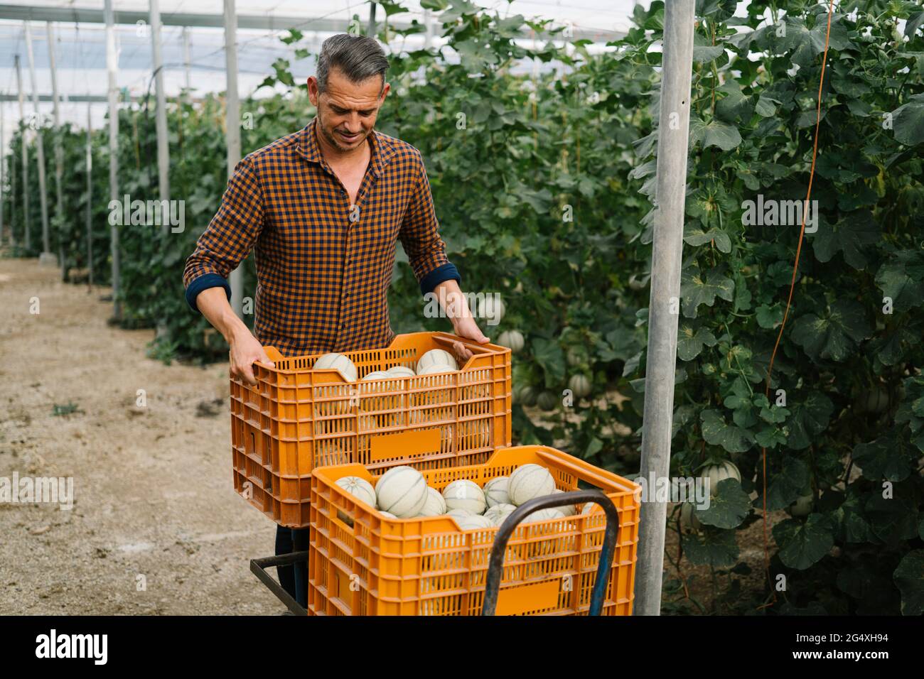 Bauer mit Melonenkiste auf Bio-Bauernhof Stockfoto