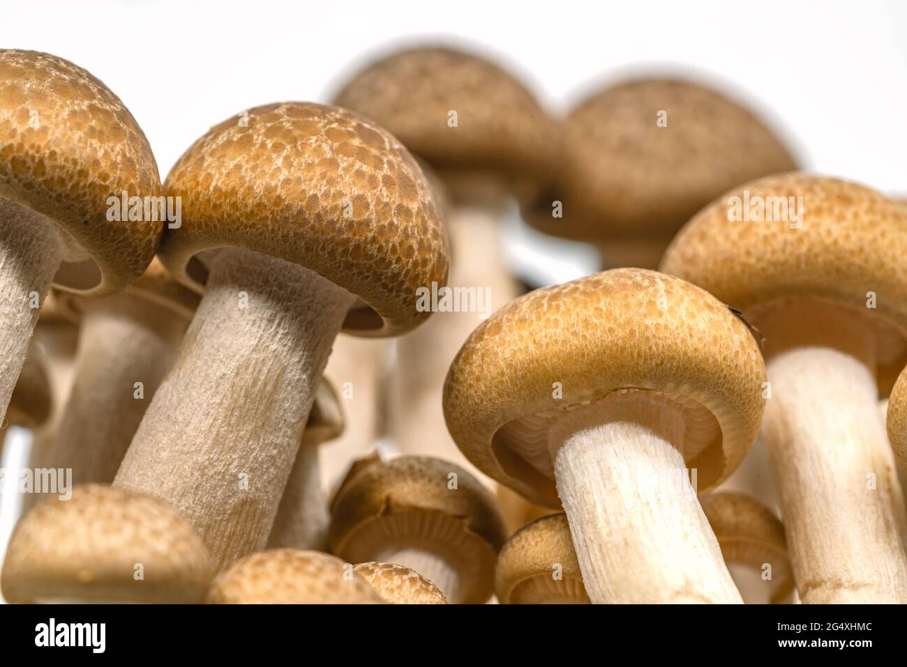 Makrorauchpilze aus Buche oder Shimeji-Pilz oder Bunna-Shimeji auf weißem Hintergrund, Bild aus der Wurmperspektive. Stockfoto