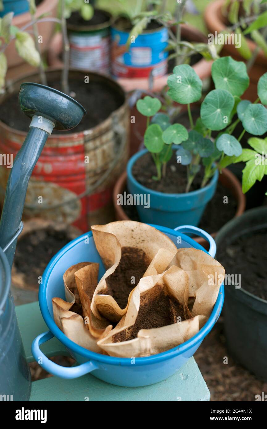 Gemahlener Kaffee in Emaille-Schüssel mit Tomatenpflanzen im autark angelegten Garten Stockfoto