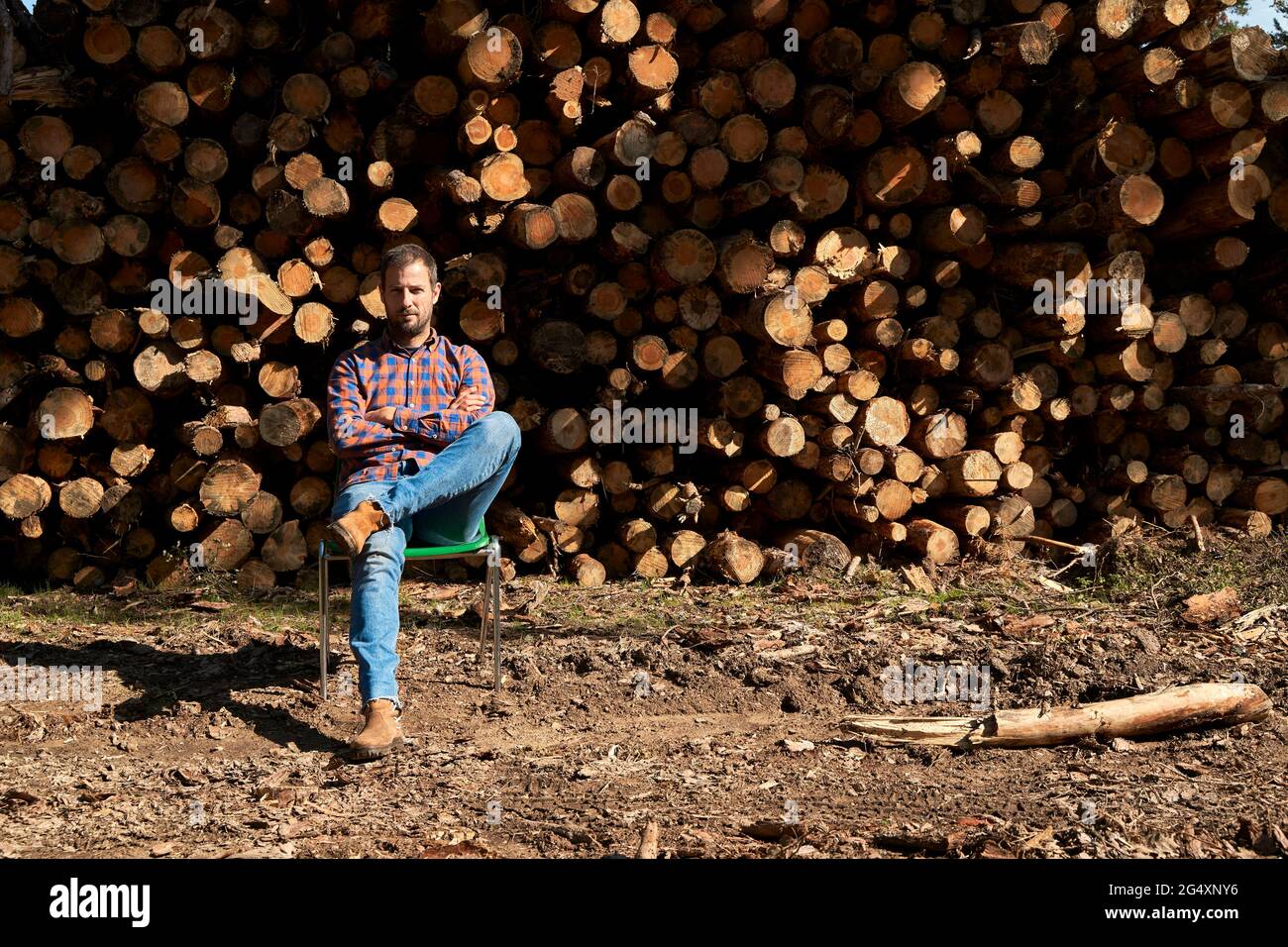 Ein Logger sitzt an sonnigen Tagen vor Kiefernstämmen auf einem Stuhl Stockfoto