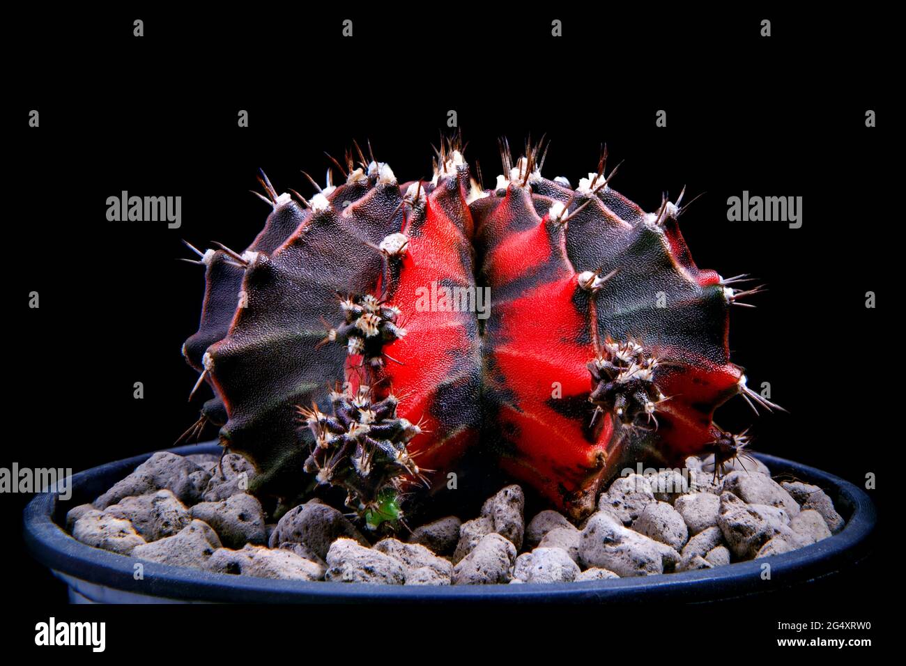 Schwarzer Perlmutt gymnocalycium Kaktus auf Pflanztopf Stockfotografie -  Alamy