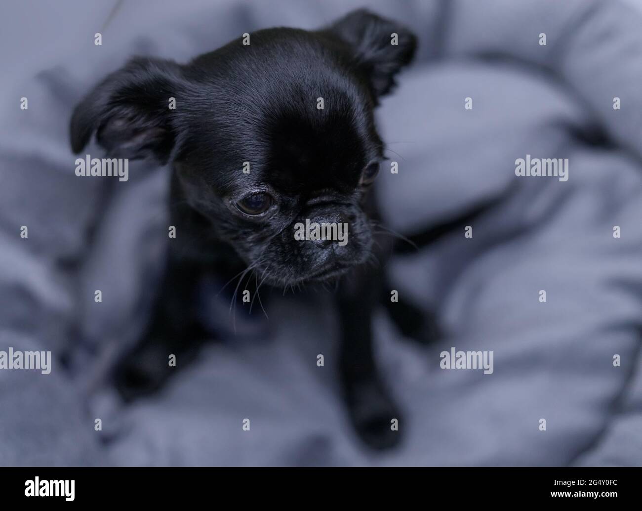 Kleiner schwarzer Hund, der auf einem grauen Puffer sitzt Stockfotografie -  Alamy