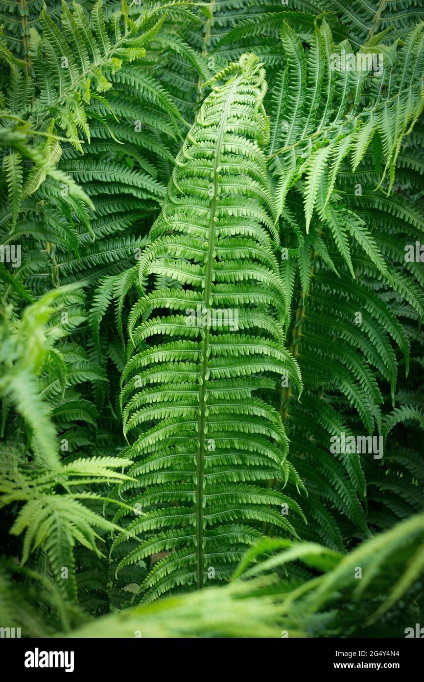 Farn im tropischen Dschungel Hintergrund. Farnbltter mit einem  Pflanzenmuster. Natrliche Pflanze tropischen Hintergrund. Hochwertige  Fotos Stockfotografie - Alamy