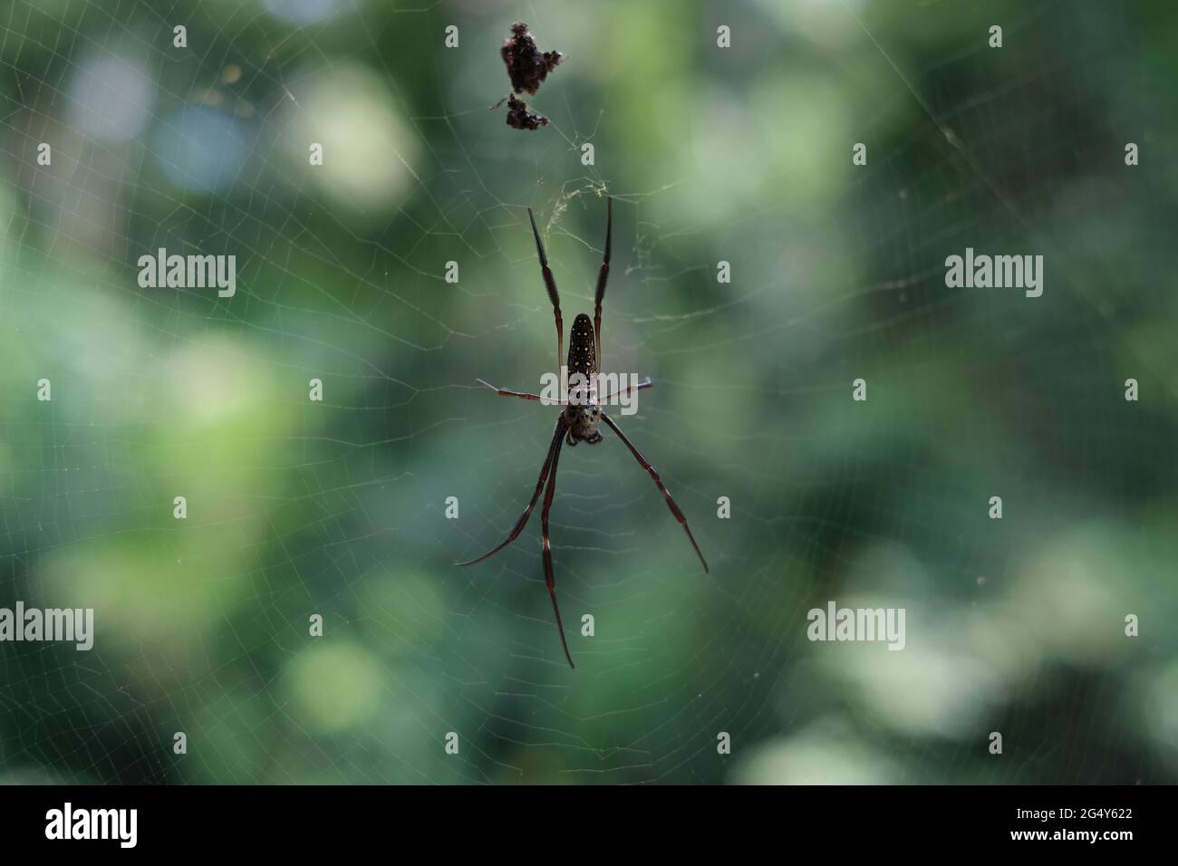 Große bunte Spinne erwartet Sie auf einem Netz, mit Überresten seiner Beute in der Nähe Stockfoto