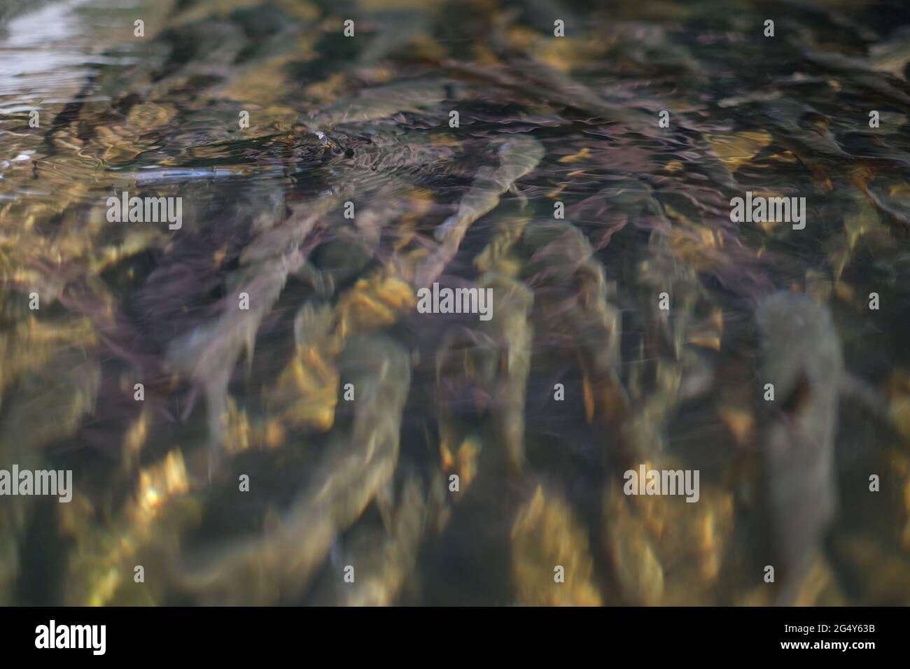Eine Schule großer Süßwasserfische geht in einem transparenten, flachen Bach stromaufwärts Stockfoto
