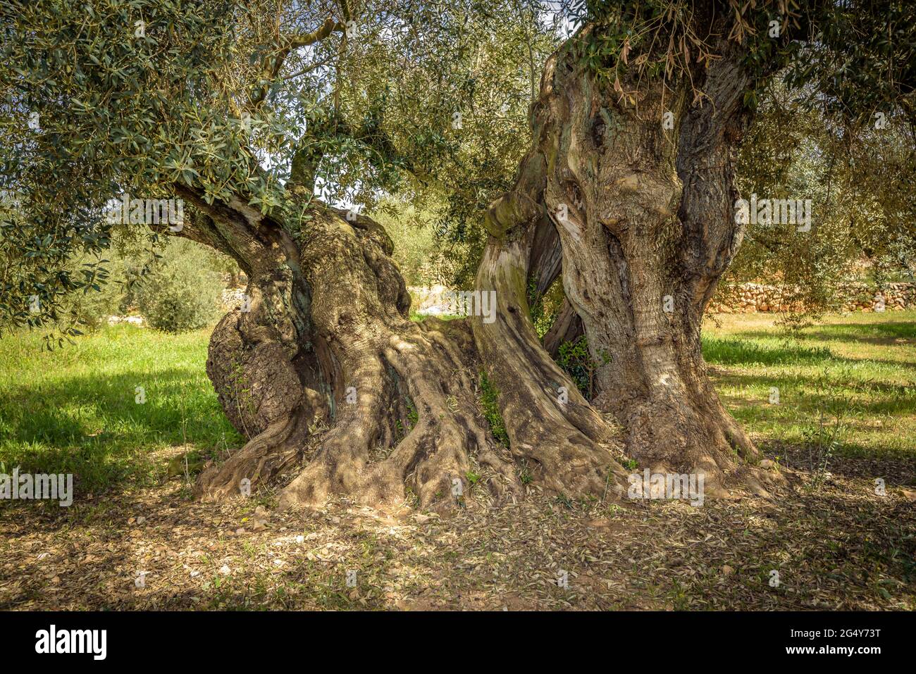 Das Freilichtmuseum der Millennial-Olivenbäume von L'Arion, in Ulldecona, mit über 1000 Jahre alten Olivenbäumen (Tarragona, Katalonien, Spanien) Stockfoto