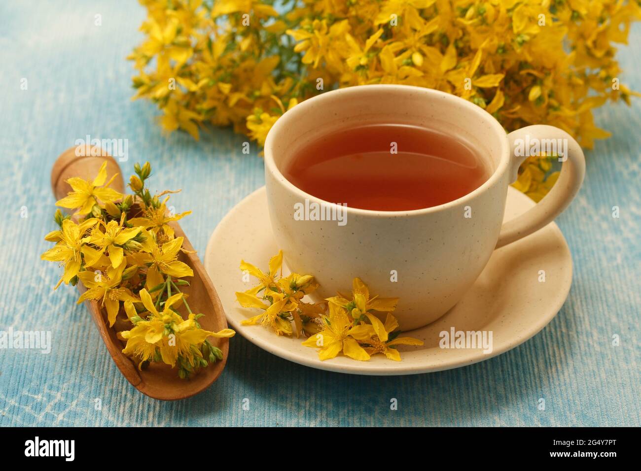 Infusion von Johanniskraut. Hypericum perforatum. Stockfoto