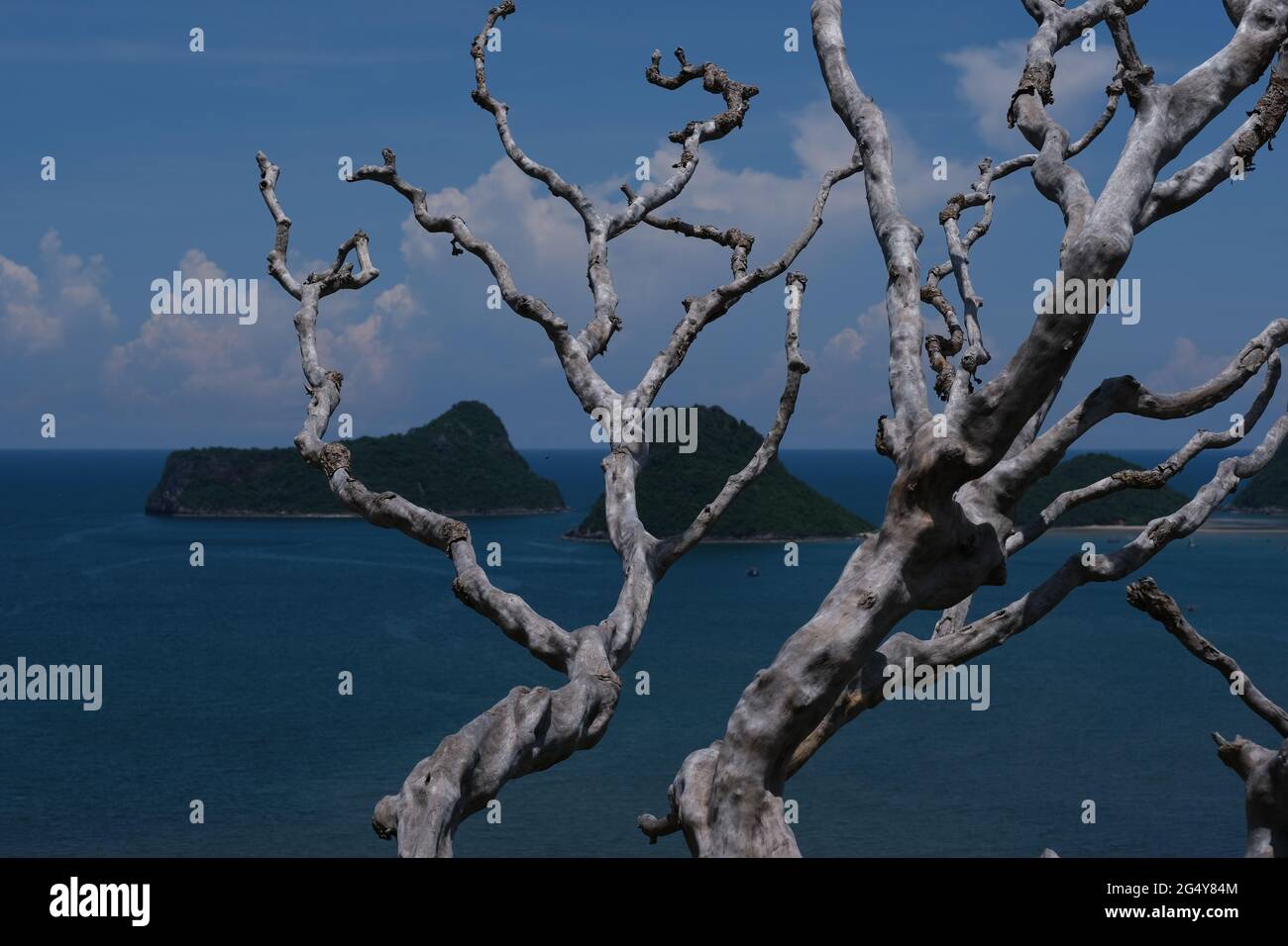 Ein Skelett eines alten Baumes hoch über dem Meer des Golfs von Siam und der Inseln Stockfoto