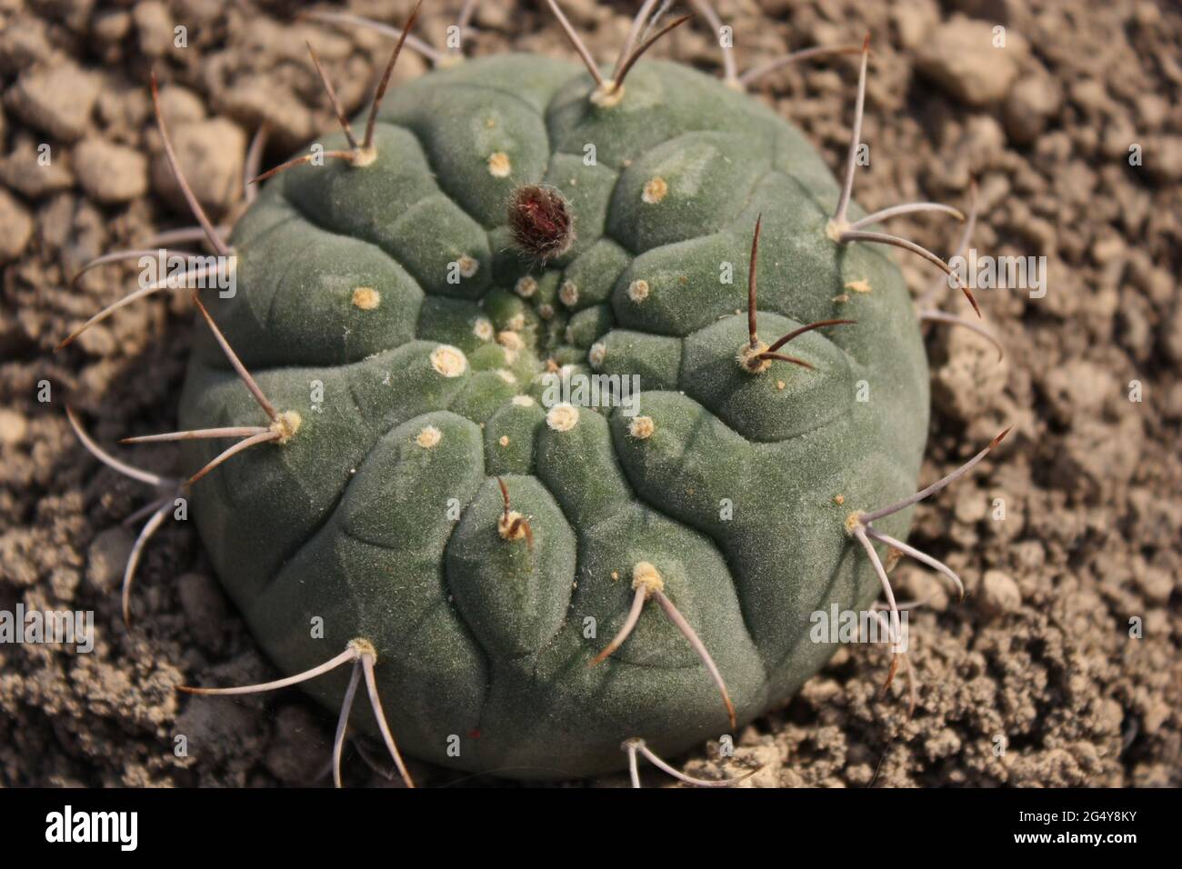 Kleiner runder Kaktus mit geometrischer Struktur und wenigen Stacheln  Stockfotografie - Alamy