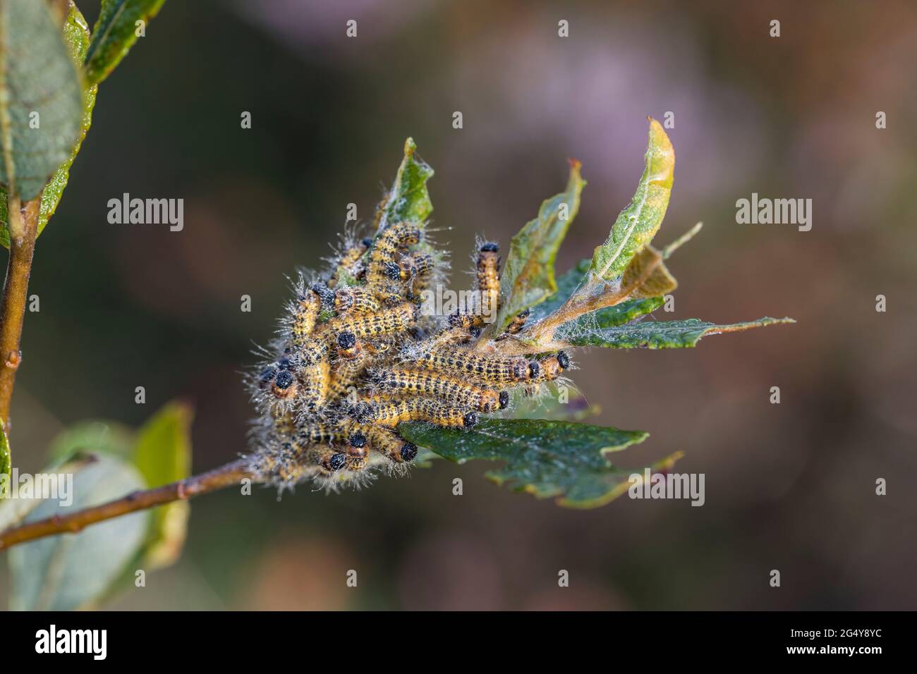 Buff Tip Moth Raupen; Phalera bucephala; auf Weide; Großbritannien Stockfoto