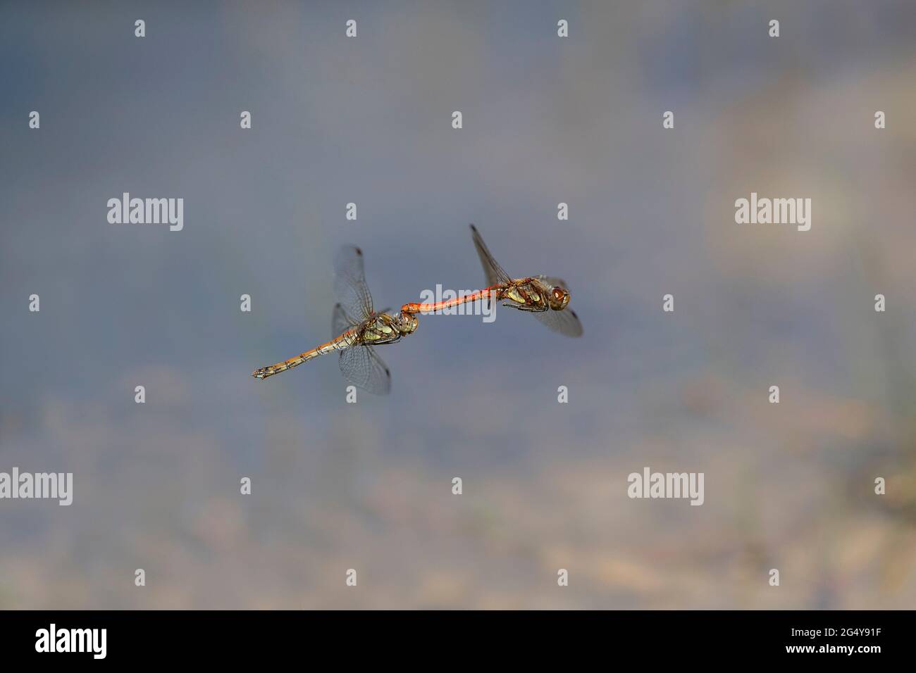 Gemeine Darter-Dragenfliege; Sympetrum striolatum; Paar weiblich und männlich; Großbritannien Stockfoto