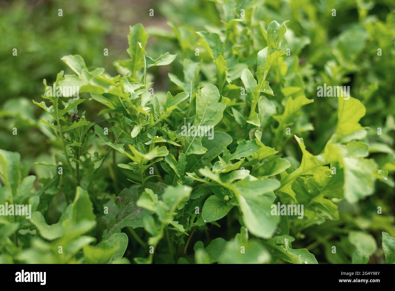 Grüner Rucola-Salat wächst im Garten Stockfoto