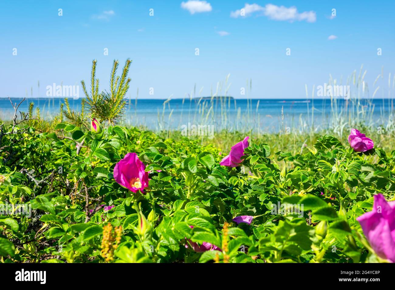 Blühende rosafarbene Rosensträucher an einem Strand von Valkla an der Ostsee. Estland Stockfoto