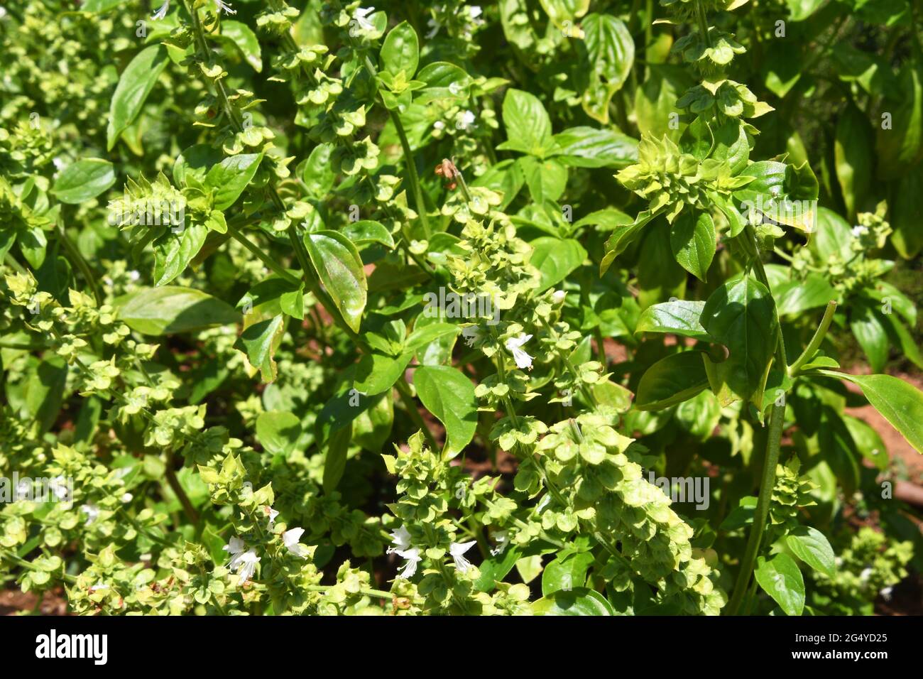 Großes Basilikum, Ocimum basilicum Stockfoto
