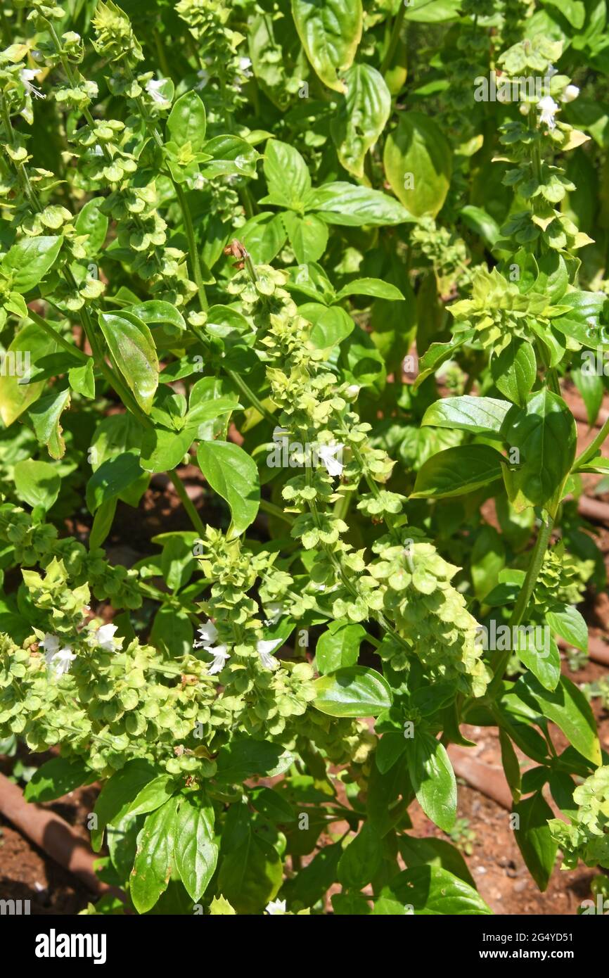 Großes Basilikum, Ocimum basilicum Stockfoto