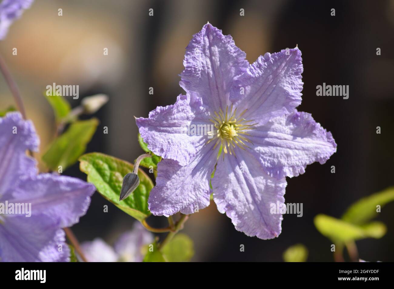 Flieder Clematis Stockfoto