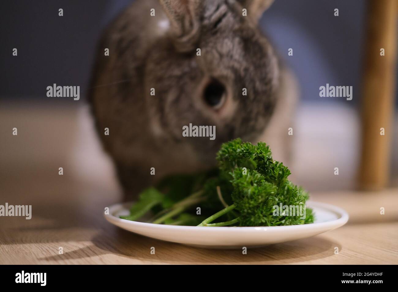 Ein Teller mit frischem Gemüse wurde von einem scheuen Kaninchen untersucht Stockfoto