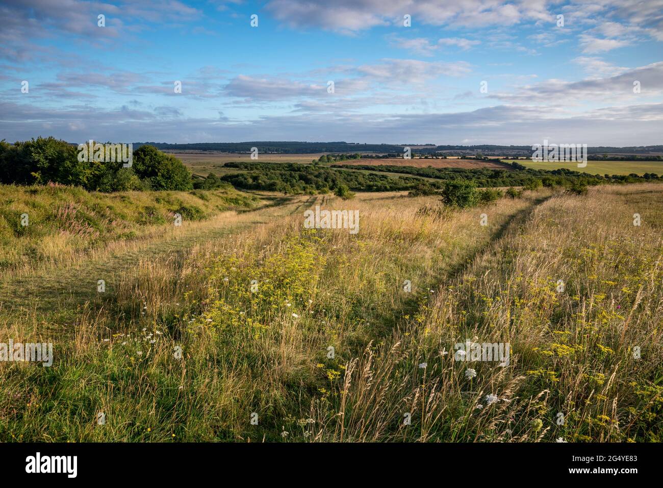 Martin Down; National Nature Reserve; Hampshire; Großbritannien Stockfoto