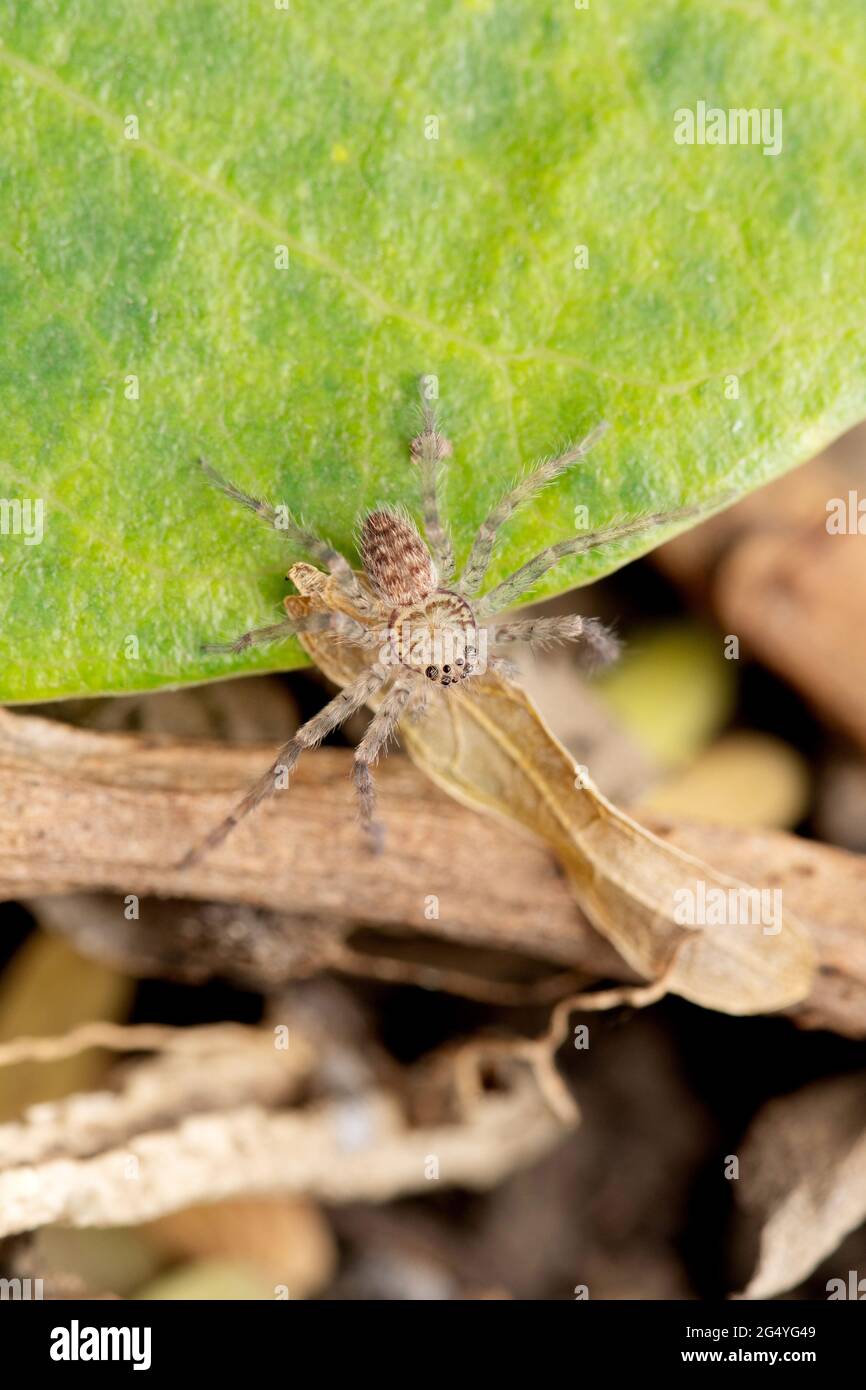 Rindenjagd Spinne, Heteropoda venatoria, Satara, Maharashtra, Indien Stockfoto