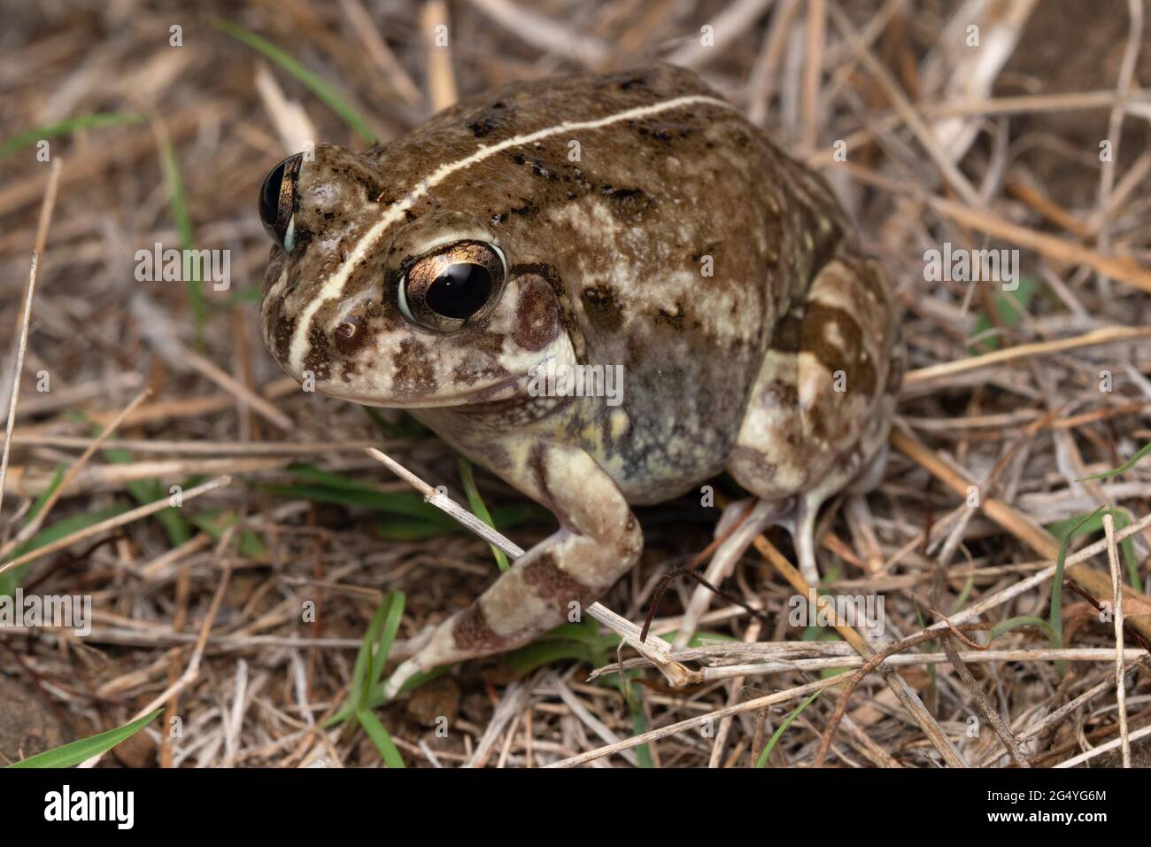 Eingrabende Frosche, Sphaerotheca pashchima Padhye, Dahanukar, Sulache, Dandekar, Limaye & Jamdade, 2017 – Western Burrowing Frog, Satara, Maharashtra, Ind Stockfoto