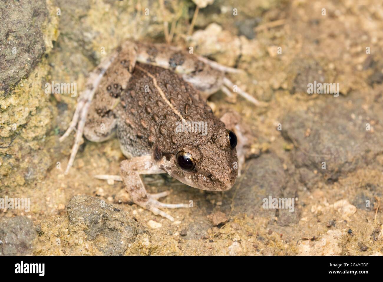 Kricketfrosch, Fejervarya orissaensis, Satara, Maharashtra, Indien Stockfoto