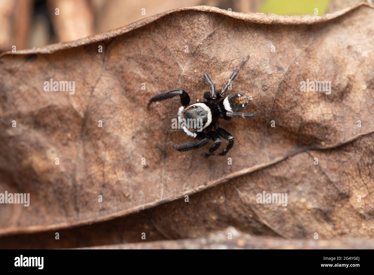 Dorsal von Adansonis springender Spinne, Hasarius adansoni, Satara, Maharashtra, Indien Stockfoto