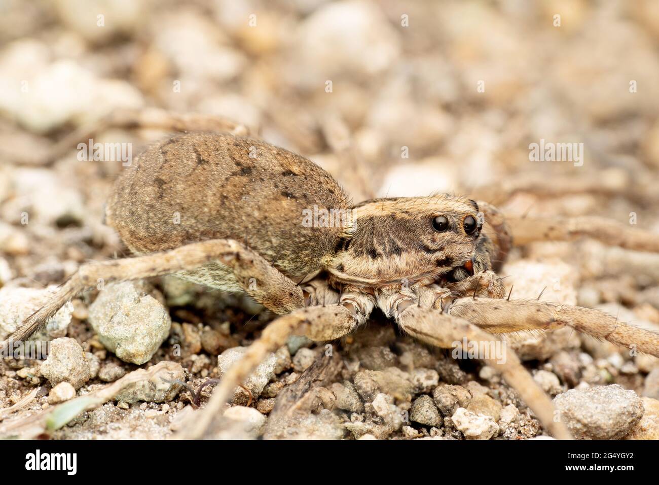 Lateral der Wolfsspinne, Hogna radiata, Satara, Maharashtra, Indien Stockfoto