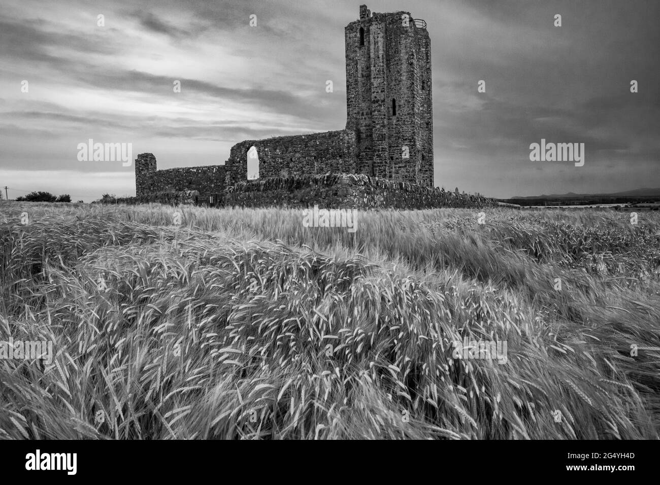 Die Ruinen der alten Kirche befinden sich auf einem weizenbedeckten Feld in Baldondan, North County Dublin Stockfoto