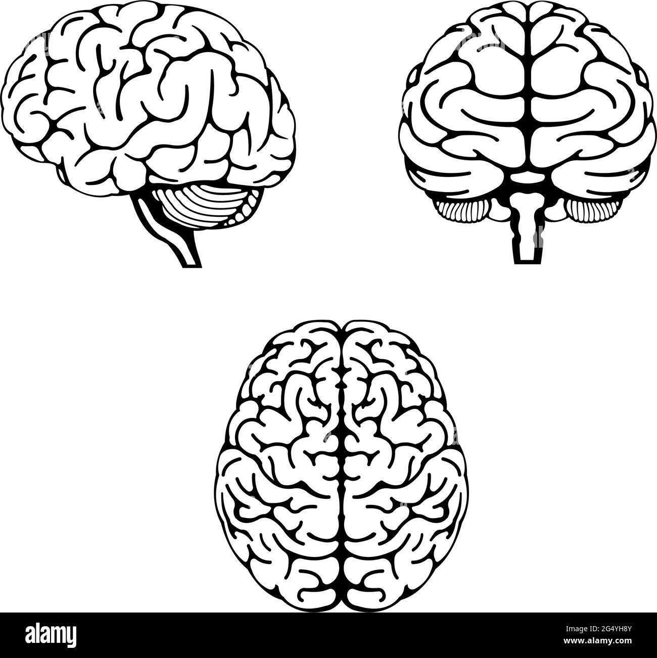 Vektordarstellung des menschlichen Gehirns ( 3 Winkel eingestellt ) Stock Vektor