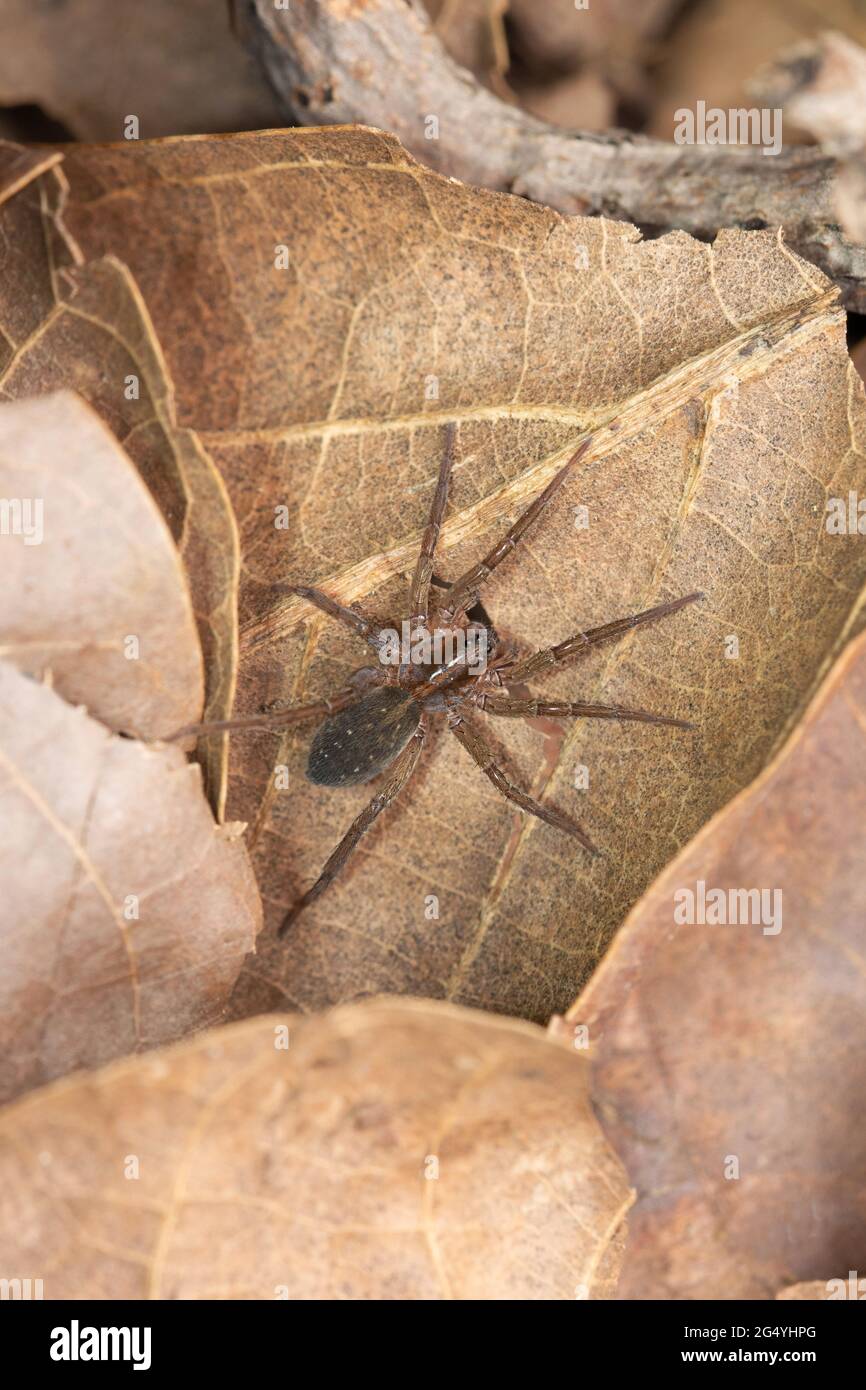 Sumpfspinne, Trocosa ruricola, Satara, Maharashtra, Indien Stockfoto
