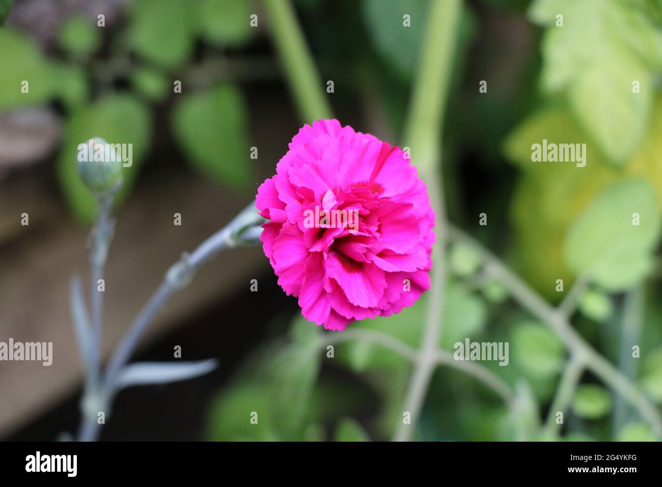 Dianthus caryophyllus, kleine rosa Nelke (oder Nelkenrosa) in einem englischen Garten, Großbritannien. Stockfoto