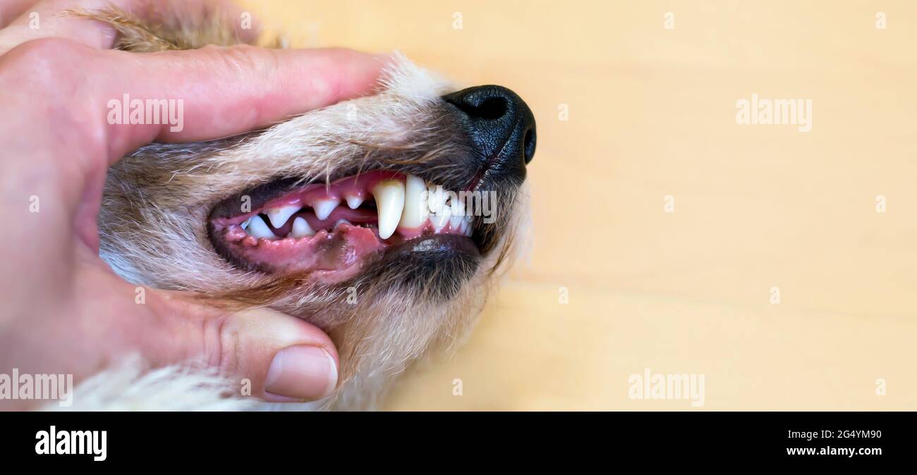 Gesunde Hund Welpen Zähne überprüfen. Banner für Zahnbelag, Zahnsteinprävention und Reinigung oder Haustierpflege-Konzept. Stockfoto