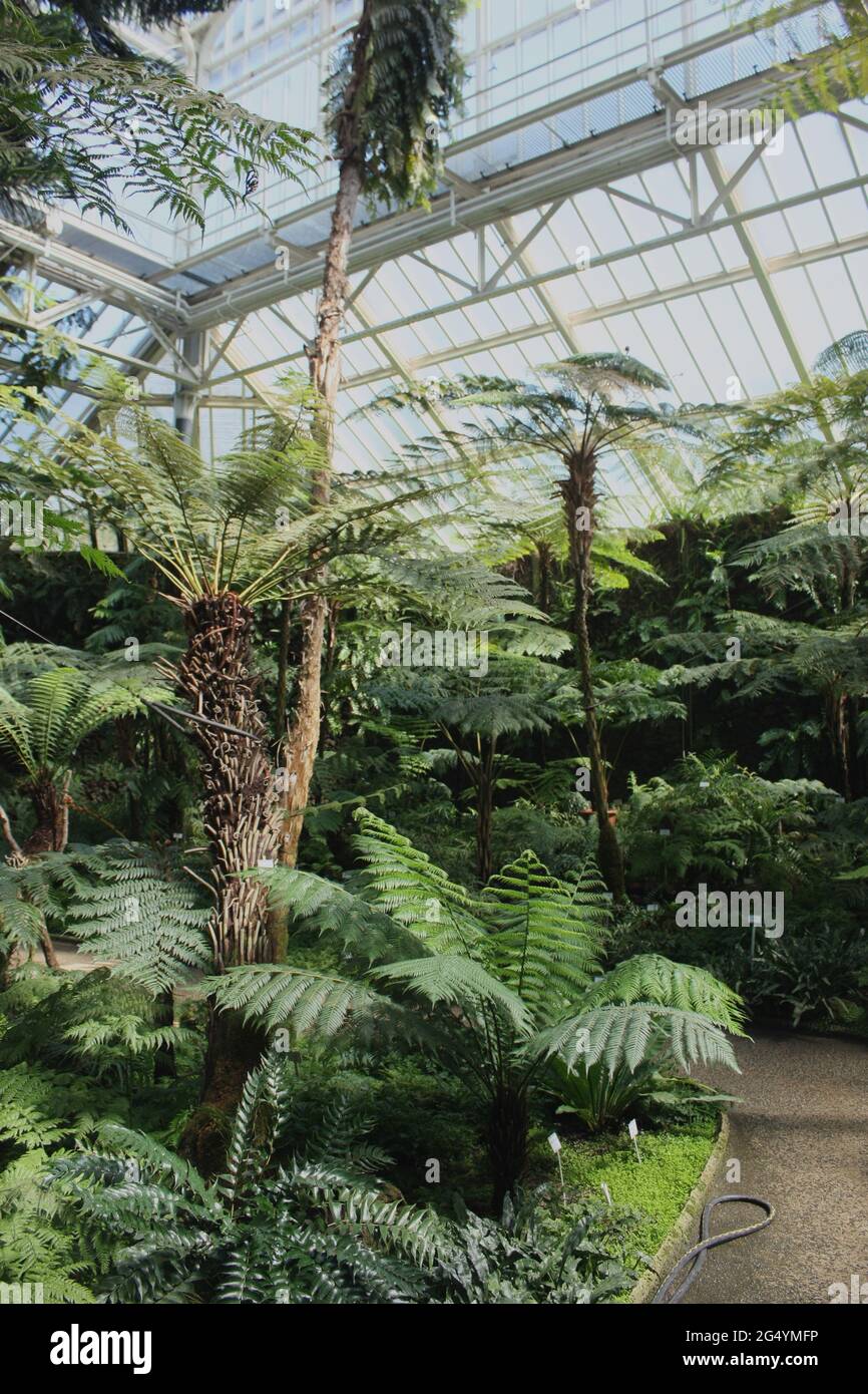 Palmen in einem Gewächshaus im Botanischen Garten Berlin an einem sonnigen Tag Stockfoto