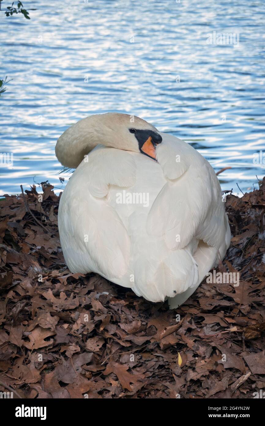 Eine Schwanenmutter, die auf ihrem Nest sitzt und anscheinend nippt. Im Kissena Park in Flushing, New York City. Stockfoto