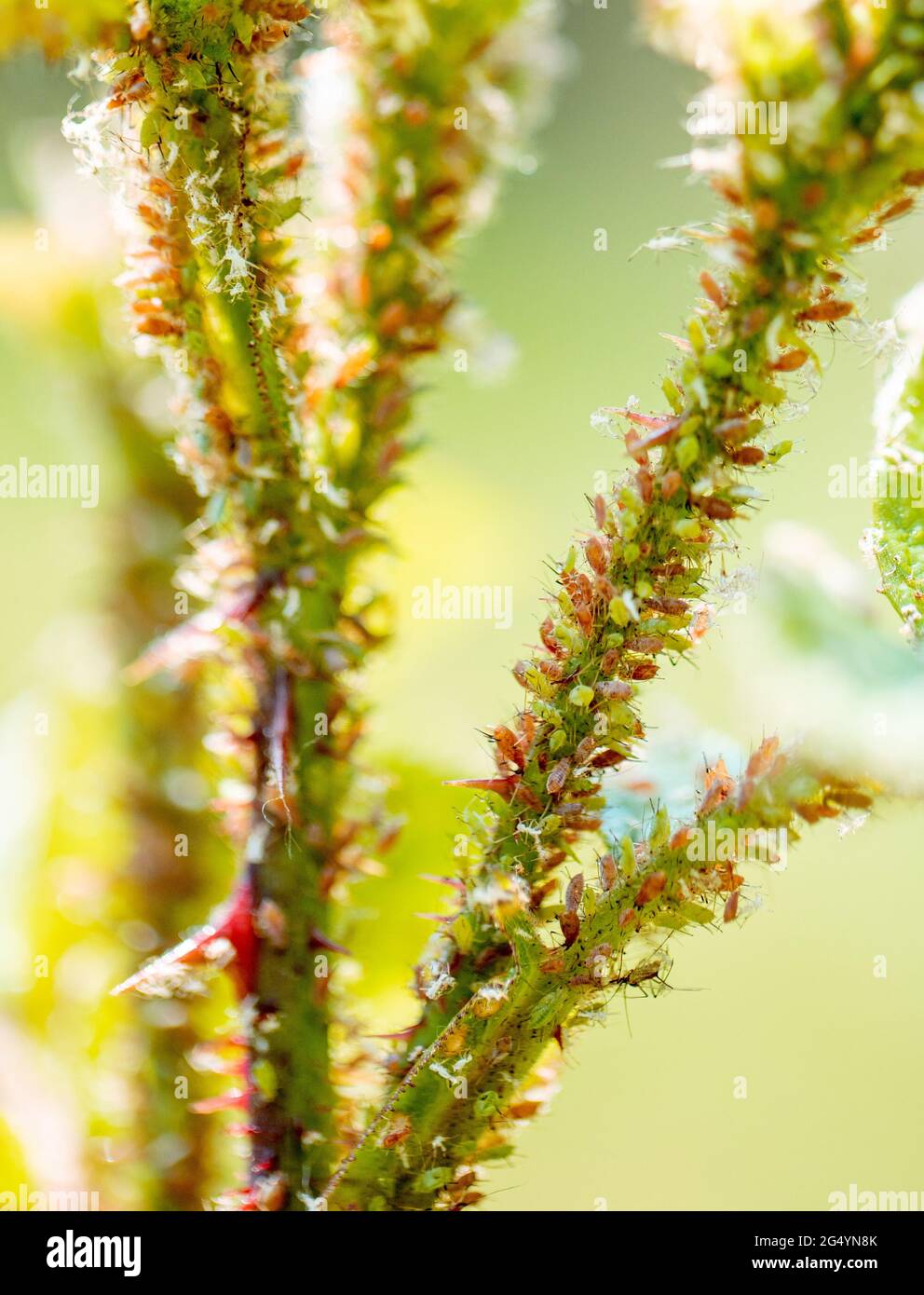 Blattläuse und Milben auf einem Rosenschießen, Nahaufnahme Stockfotografie  - Alamy