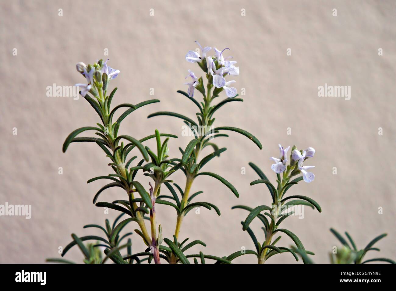 Rosmarin blüht Stockfoto