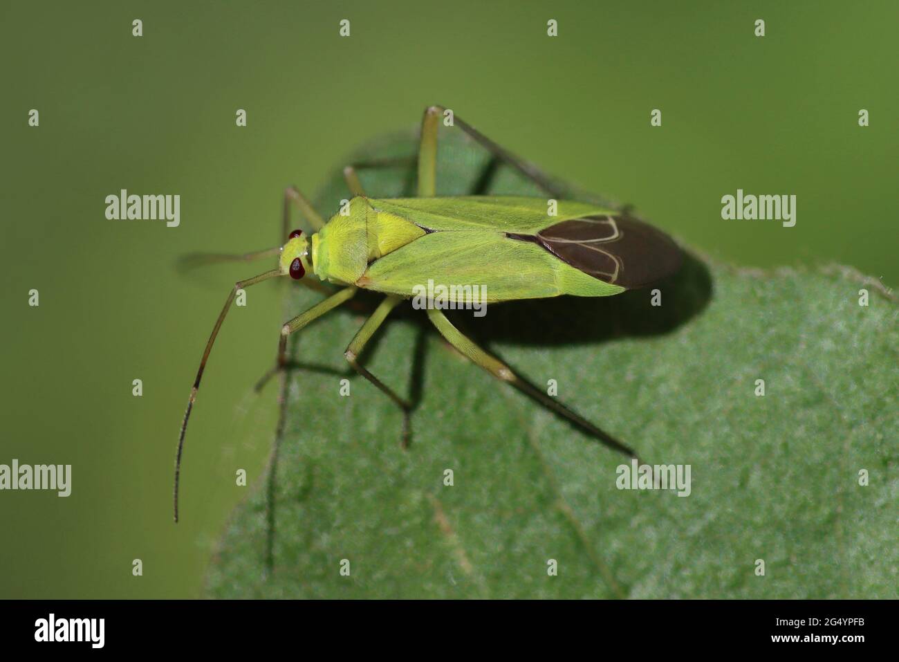 Mirid Bug - Calocoris alpestris Stockfoto