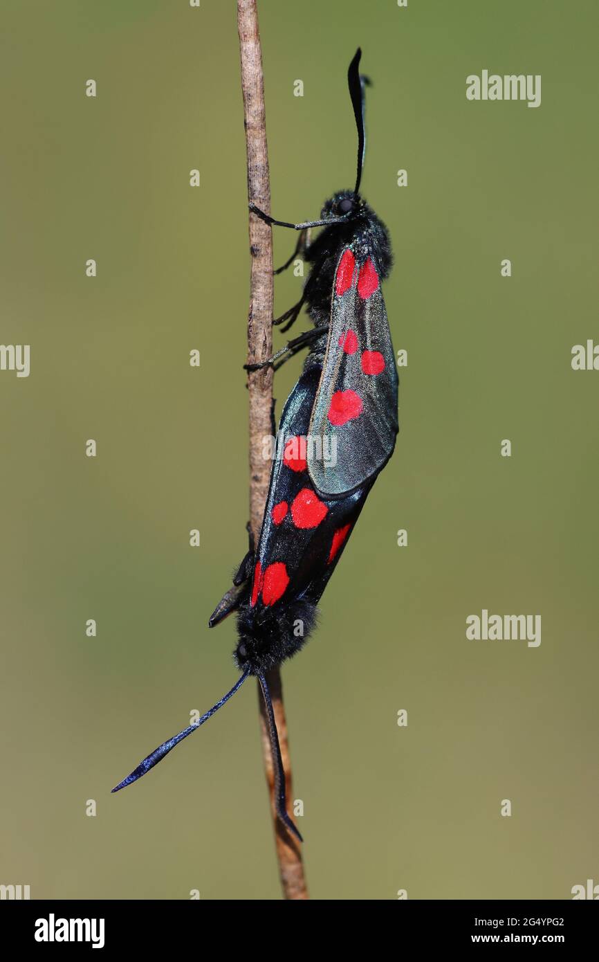Paar Burnett-Motten mit sechs Flecken (Zygaena filipendulae), die sich paaren Stockfoto